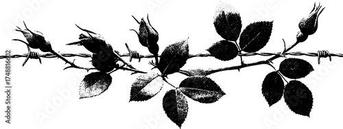 Black and white vine and barbed wire stencil illustration for art and design