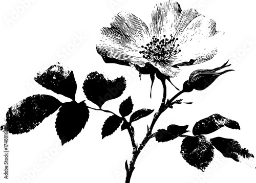 Black and white wild rose blossom silhouette for botanical design