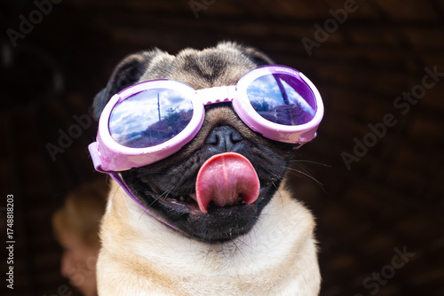 Cute pug dog wearing pink sunglasses with tongue out, showing a funny and playful expression. Adorable pet portrait with personality and humor.