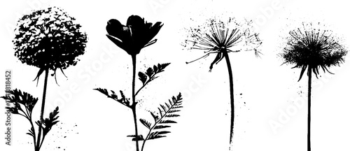 Black and white floral silhouette illustration for botanical print and design