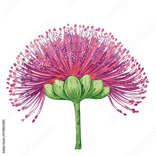powder puff bloom botanical filament study vibrant calliandra floral print