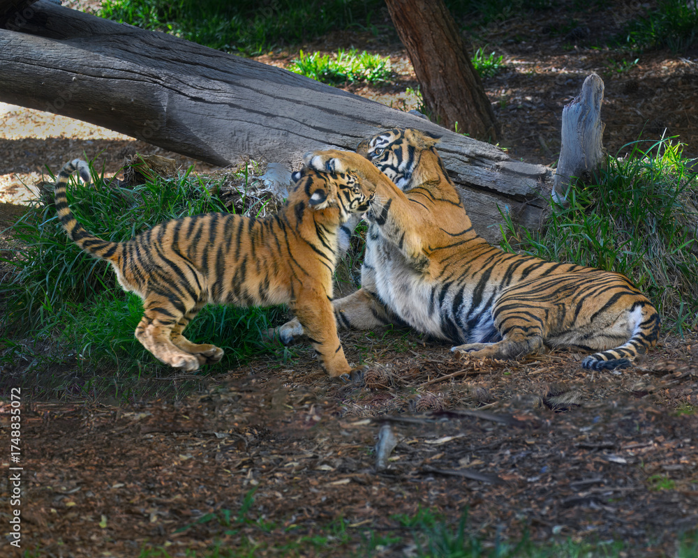 Fototapeta premium Huge orange Tiger playing with her cub