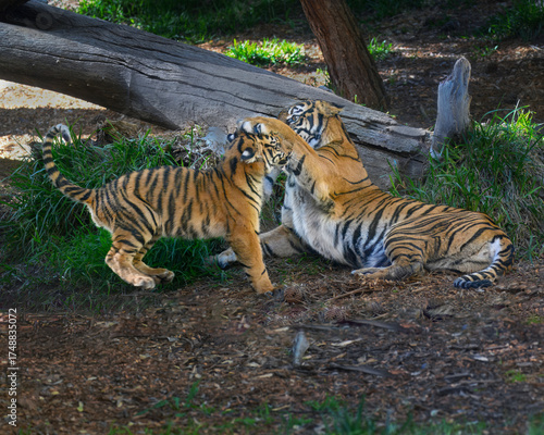 Huge orange Tiger playing with her cub