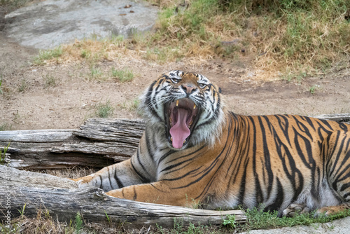 Huge orange Tiger playing with her cub