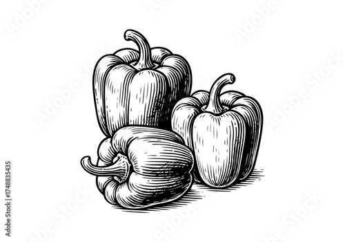 Bell pepper paprika hand drawn simple engraved vector illustration
