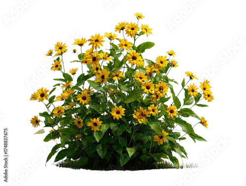 Transparent Png of a Vibrant Bush of Yellow Daisy like Flowers with Lush Green Leaves, a Cheerful and Natural Botanical Garden Element