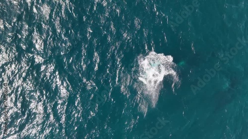 Humpback Whales from Above. Aerial View of Majestic Marine Life off Northern Beaches, Sydney, NSW, Australia