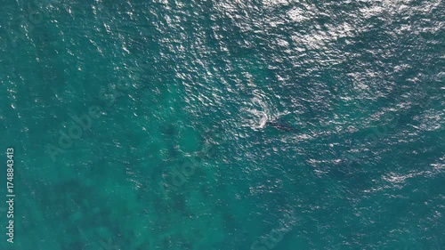 Humpback Whales from Above. Aerial View of Majestic Marine Life off Northern Beaches, Sydney, NSW, Australia