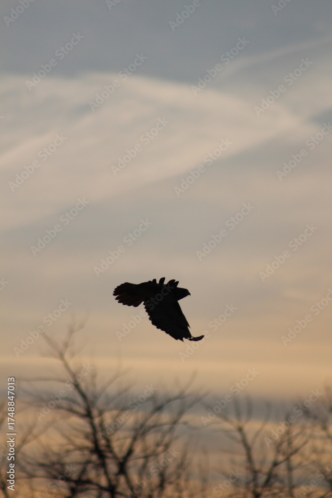 Fototapeta premium Hawk in flight 