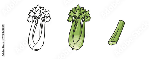 Vector drawing of three fresh green celery images showing line art color and cut stalk on a plain white background