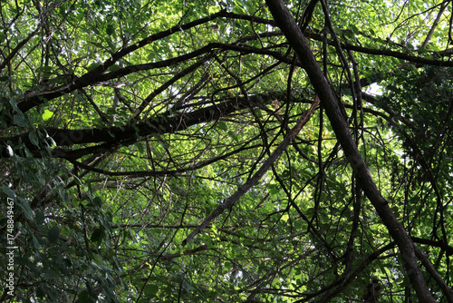 Tree with beautiful branches in natural forest. Tree branches with lush green leaves in summer background.