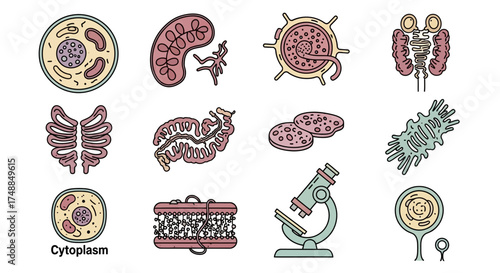 Cellular Structures and Microscope: Biological Illustrations.