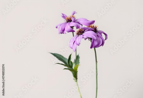 Two Wilting Purple Flowers Against a Plain Background.