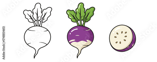 Vector drawing of three fresh turnip images showing line art color and sliced root vegetable with seeds on a plain white background