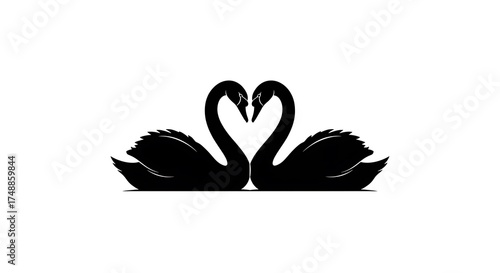 Fototapeta Naklejka Na Ścianę i Meble -  Two black swans forming heart shape isolated on white background