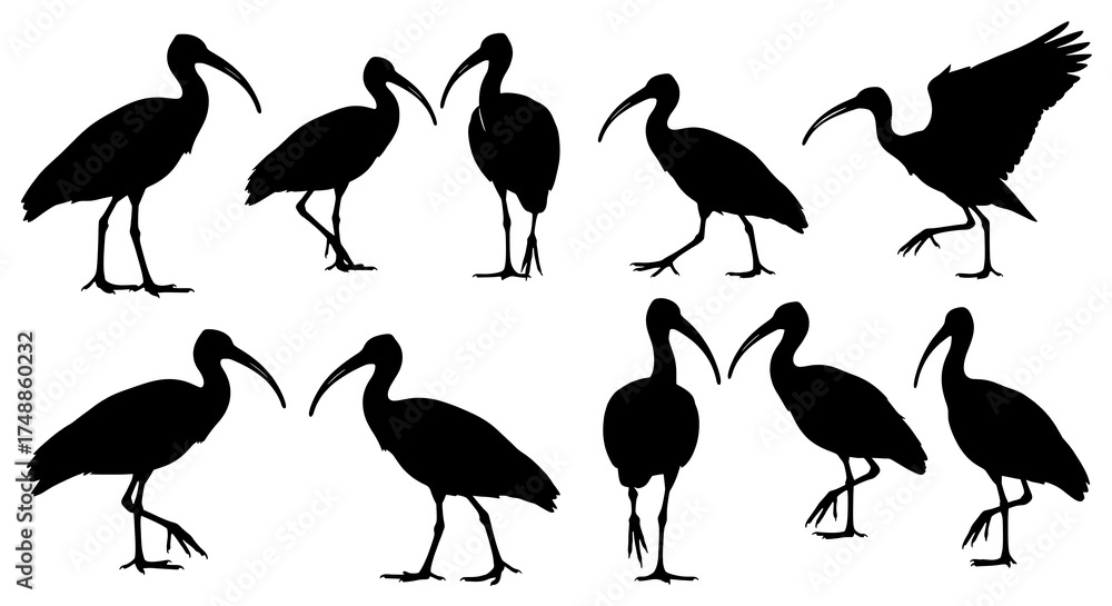 Fototapeta premium Silhouette of ibis birds in various poses isolated on white