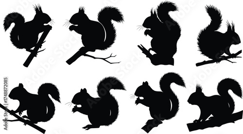 Black squirrel silhouettes on branches, wildlife vector illustration, forest animal design, nature art concept, isolated woodland creature graphic collection for  