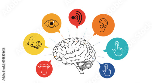 The human brain processes sensory information from different organs.