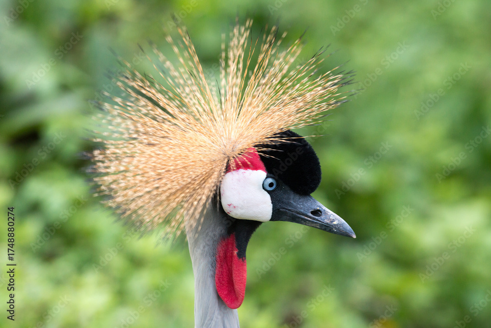 Fototapeta premium Close-up of a grey crowned crane with its golden crest feathers in sharp detail and natural background. Beautiful exotic bird wildlife photography showing elegance, nature, and tropical animal beauty.