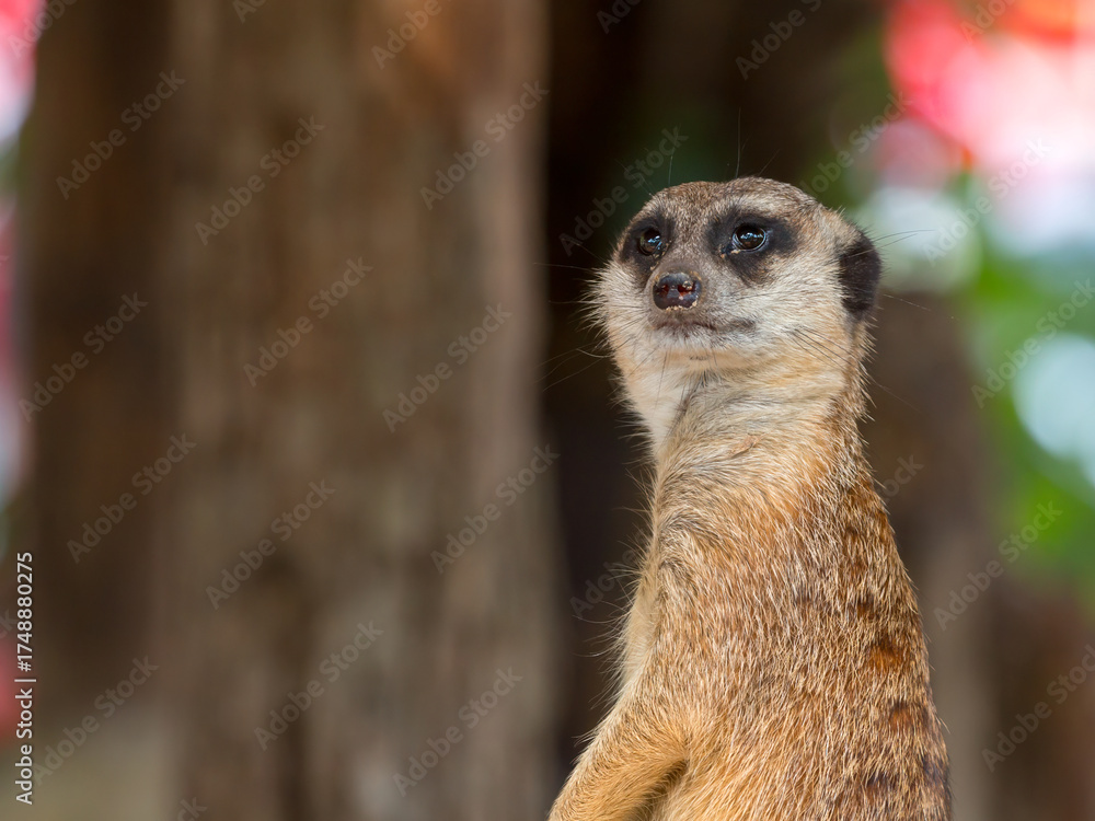 Fototapeta premium Close-up meerkat standing alert with natural background. Wildlife animal behavior showing curiosity and awareness in nature