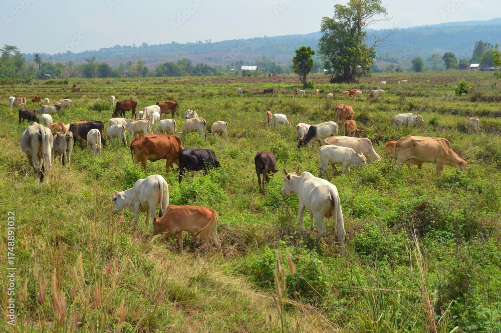 Obraz premium herd of cow on a meadow