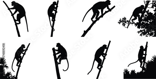 Silhouette of monkeys climbing trees and bamboo poles, wildlife animal vector illustration, jungle nature scene, monkey behavior collection, black artwork