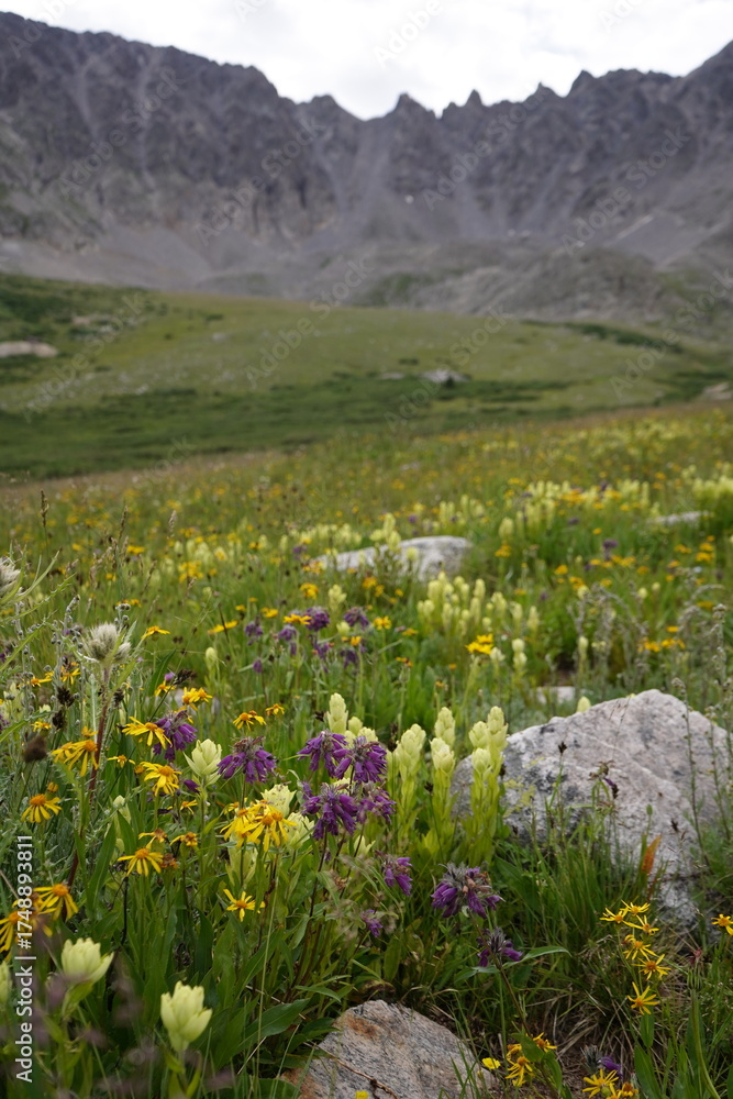 Fototapeta premium Mountains and wildflowers