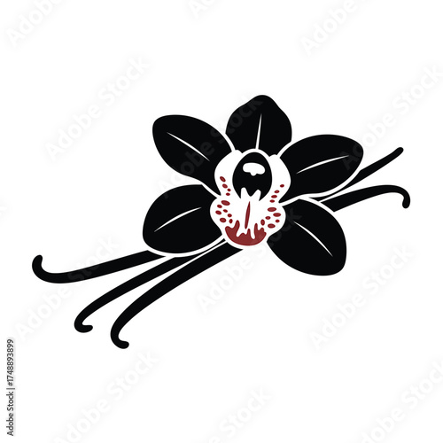 Black vanilla orchid flower and pods illustration