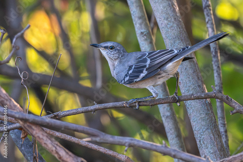 Northern mockingbird perched on a branch.