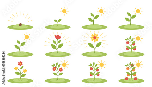 Plant growth life cycle vector illustration set. Stages of growing from seed, sprout, to flower and fruit tree. Gardening and agriculture infographic concept under the sun.