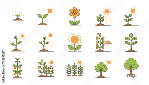 Plant growth stages vector icon set. From seedling to fruit tree under the sun. Illustrates lifecycle, development, gardening, agriculture, and photosynthesis concepts.