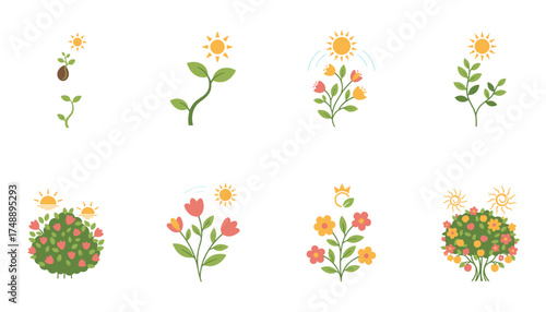 Vector set plant growth stages. Plant life cycle infographic from seed germination, sprout, leaves, to flowering and fruit tree. Photosynthesis and gardening concept.
