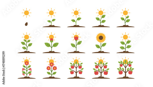Plant growth stages vector set. Infographic shows life cycle of sunflower and apple tree from seed to fruit. Sun, sprout, flower, harvest. Agriculture and gardening concept.