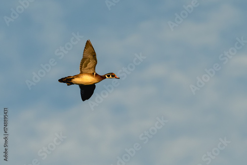 Male wood duck in flight against a blue sky with clouds.