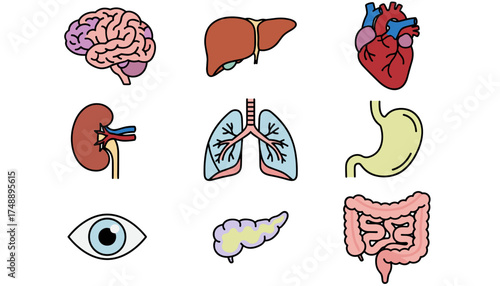 Human anatomy icon set. Internal organs vector collection. Medical illustration of brain, heart, lungs, liver, kidney, stomach, intestines, pancreas, eye. Biology chart elements.