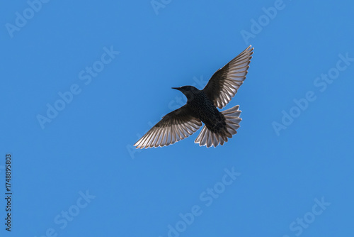 Common starling in flight, its wings backlit by the sun.