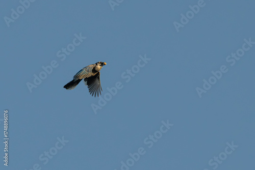Blue jay in flight with a nut in its beak.