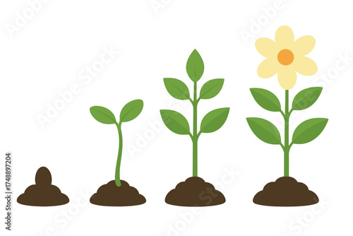 Plant growth stages from seed to blooming flower. Life cycle of a plant set. Infographic of growing process, from seeding and sprout to blossom. Metaphor for development.