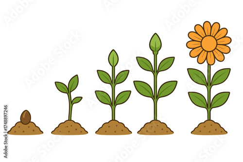 Plant growth stages from seed to flower bloom. Life cycle infographic. Growing plant process, evolution, and development timeline. Metaphor for progress, success, and investment.