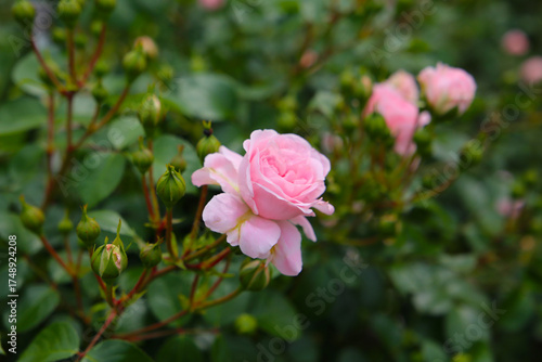 Wallpaper Mural Beautiful roses blooming in a Japanese public garden. Torontodigital.ca