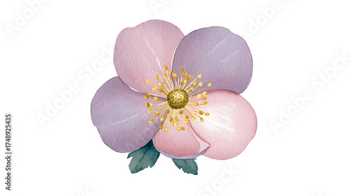A flower with a gold center and pink petals