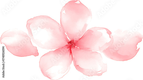 A pink flower with white petals is painted in watercolor