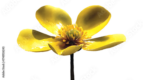 A yellow flower with a brown center