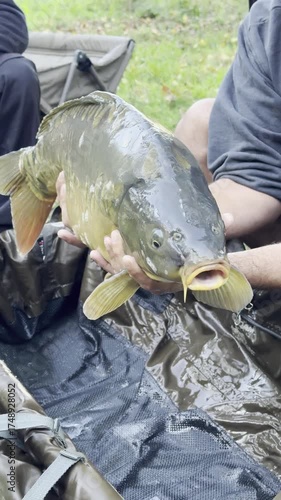 Two common carp - Cyprinus carpio - are held by a fisherman for a photo, close-up on their heads. Freshwater fishing moment. Check my portfolio for more carp fishing footage.
