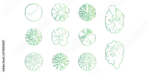 Nature Design Elements Greenery Plan Top View Trees Arrangement Isolated on White Backdrop