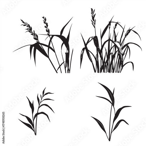 Set of wild sugarcane 