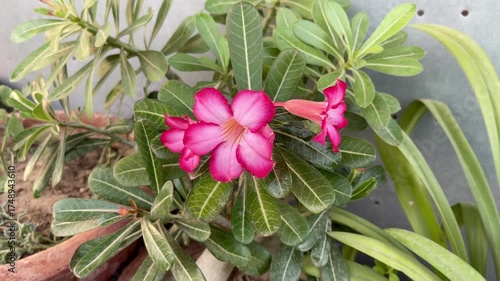 footage of a pink Desert Rose (Adenium obesum) plant blooming in natural daylight, with detailed view of petals and leaves