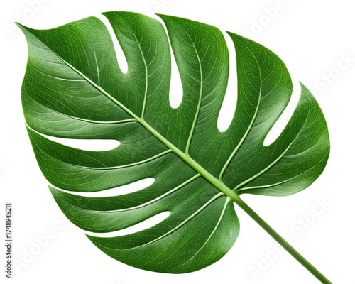 Green leaf ecology nature element vector icon, Leaf Icon, green leaf ecology nature element vector. on transparent background,