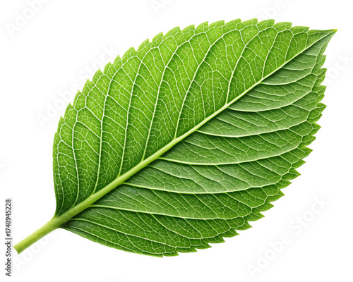 Green leaf ecology nature element vector icon, Leaf Icon, green leaf ecology nature element vector. on transparent background,