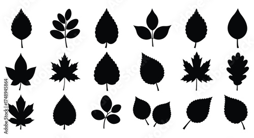Diverse collection of silhouette botanical leaf shapes organic elements for nature designs silhouette
